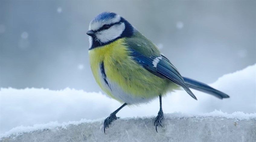 Blue tit in the snow.jpeg